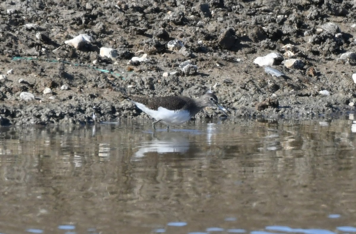 Green Sandpiper - ML645728064