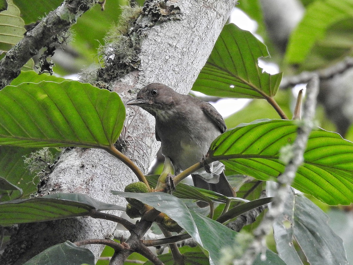 Black-billed Thrush - ML645728071