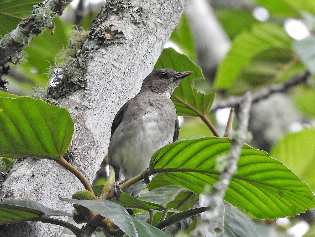 Black-billed Thrush - ML645728072