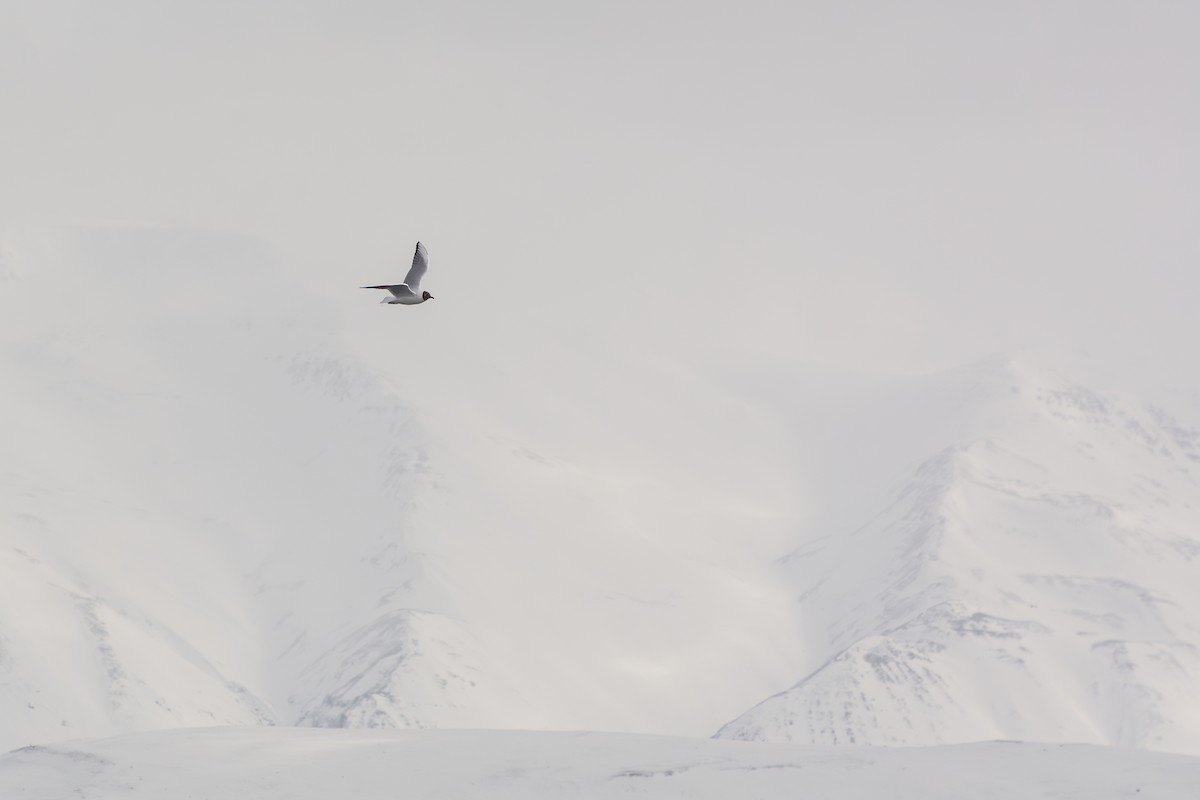 Black-headed Gull - ML645728080
