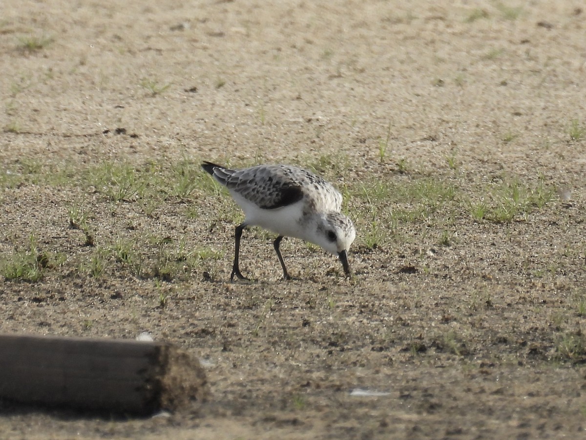 Sanderling - ML645728084