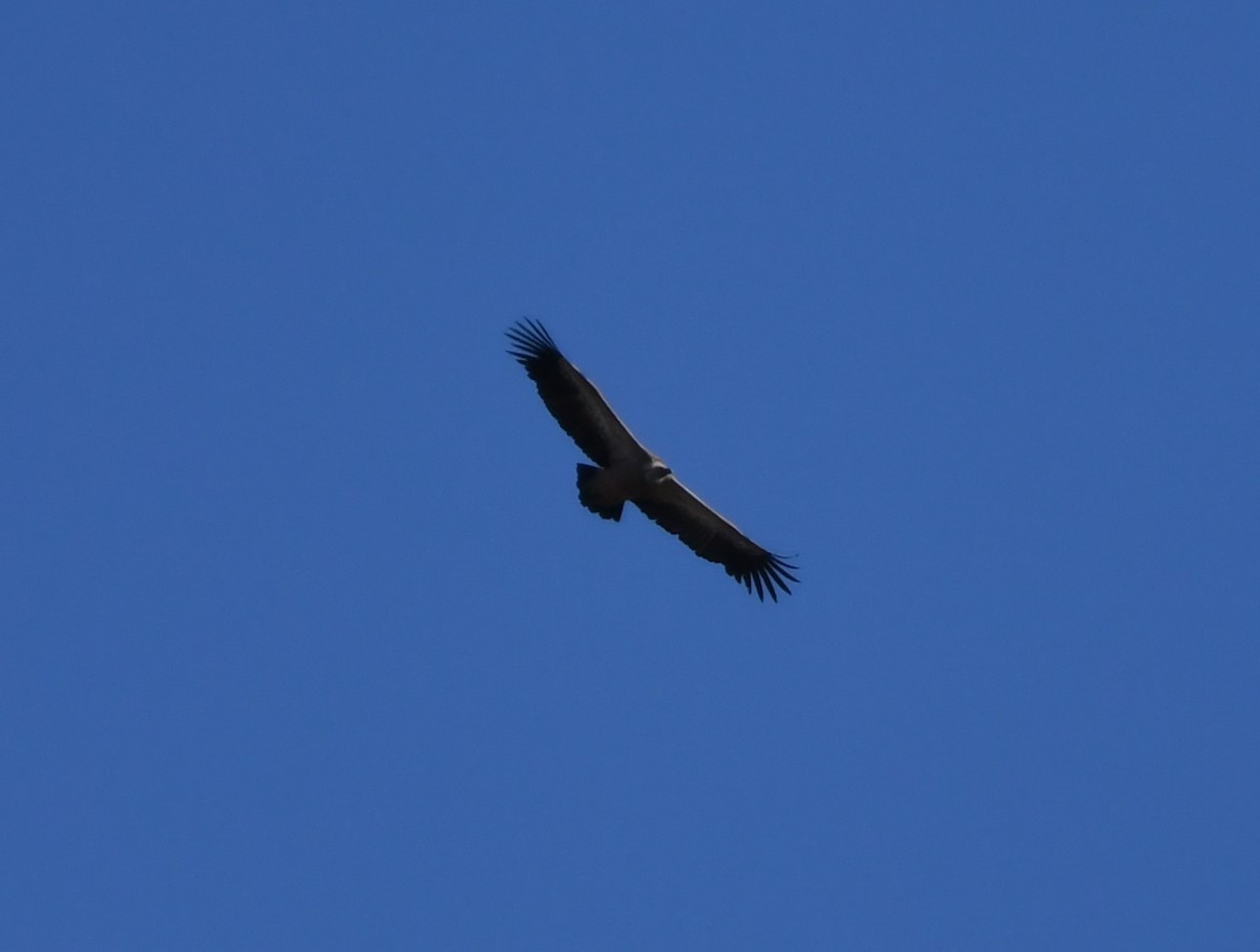 Eurasian Griffon - ML645728088