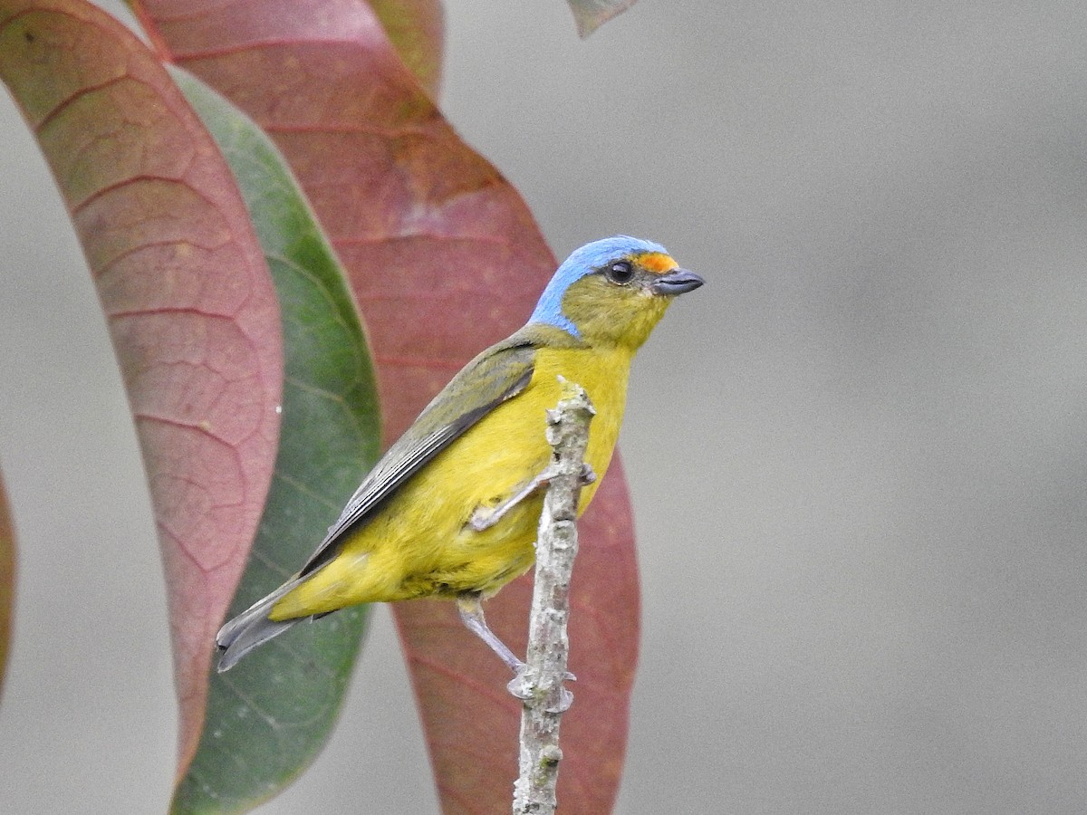 Golden-rumped Euphonia - ML645728107