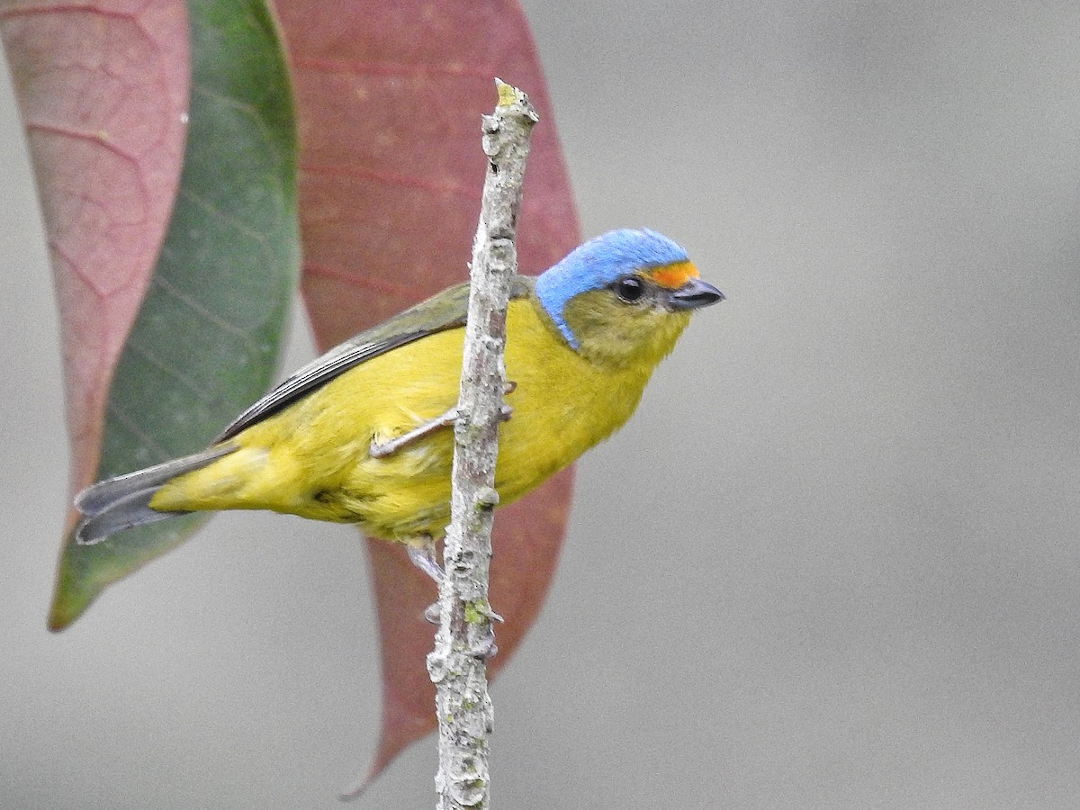 Golden-rumped Euphonia - ML645728108