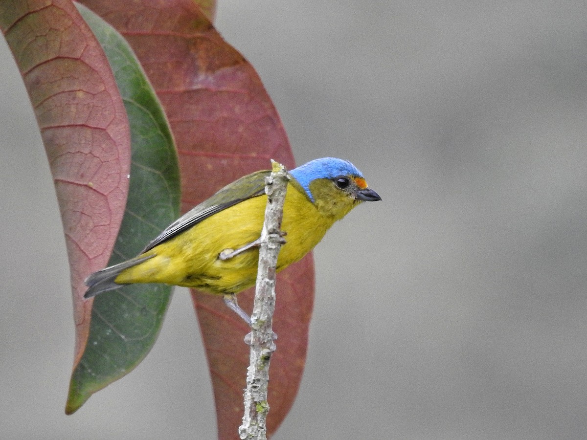 Golden-rumped Euphonia - ML645728109