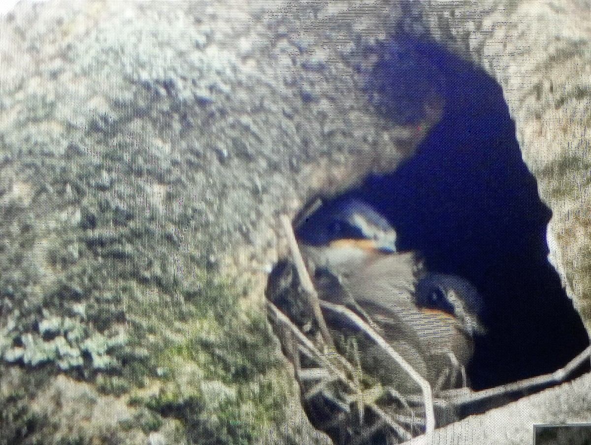 Weißbürzelschwalbe - ML645728119