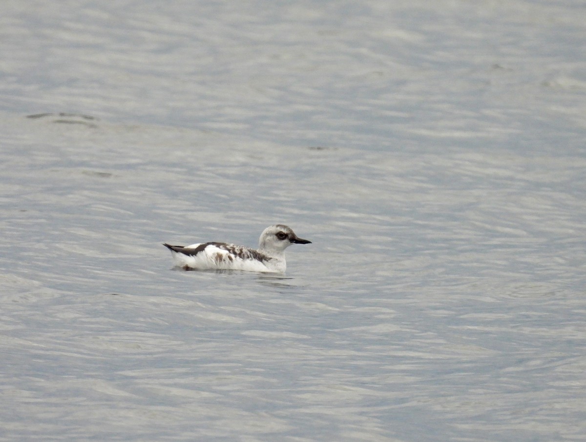 Pigeon Guillemot - ML645728120