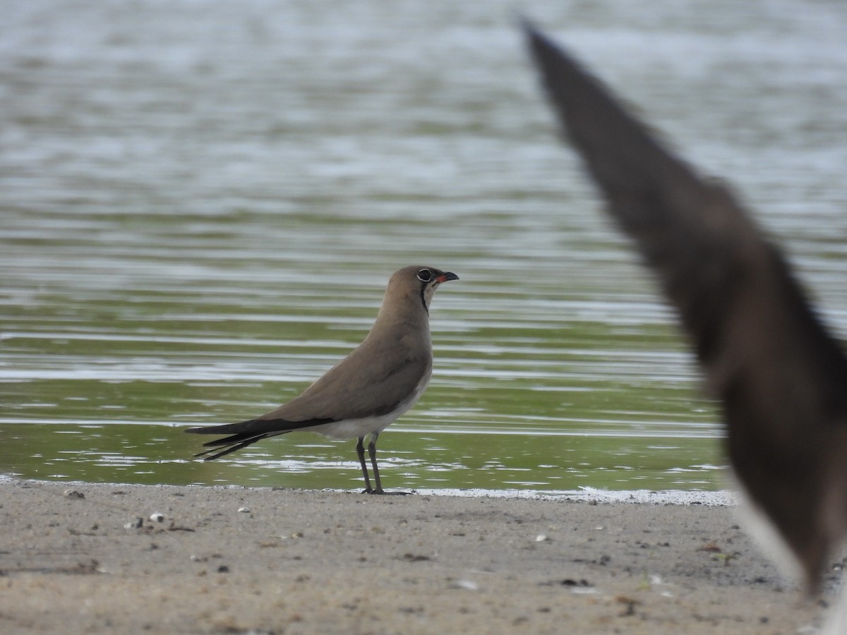 Rotflügel-Brachschwalbe - ML645728122