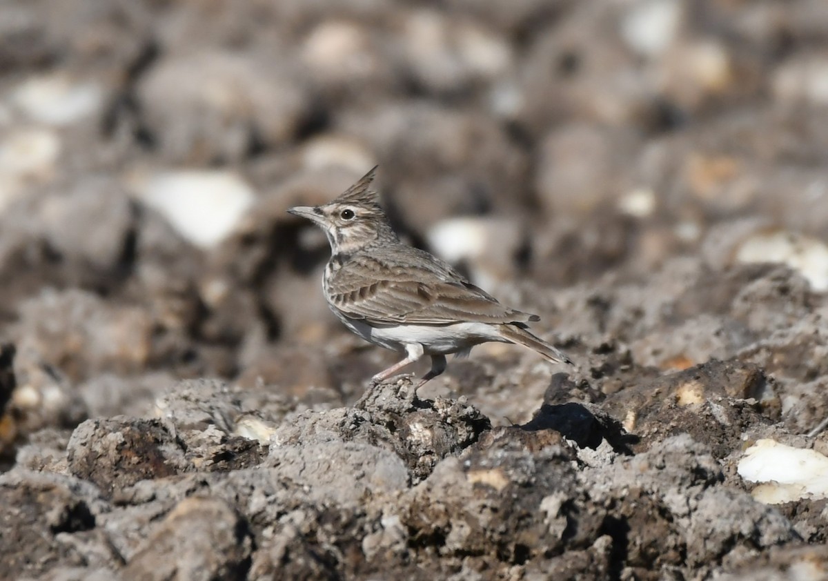 Crested Lark - ML645728124