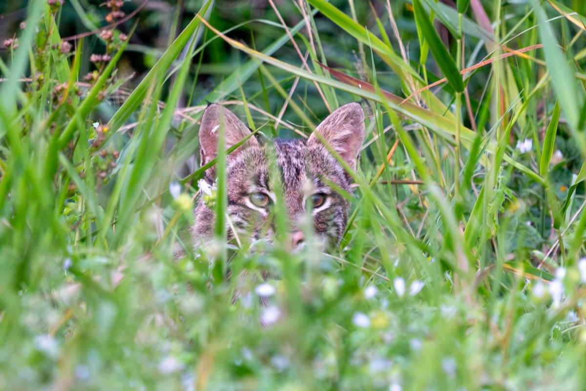 Eastern Bobcat - ML645728127