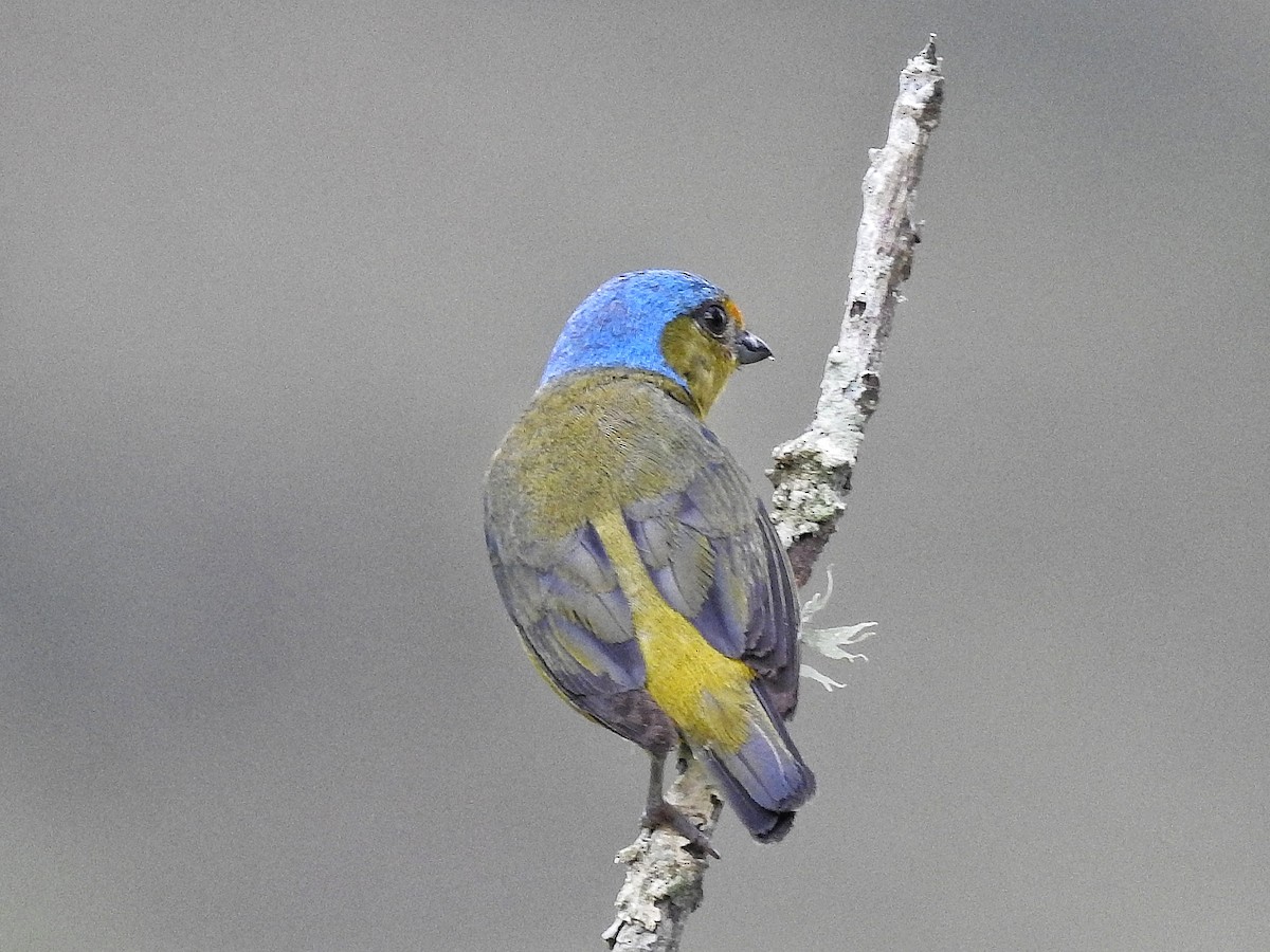 Golden-rumped Euphonia - ML645728131