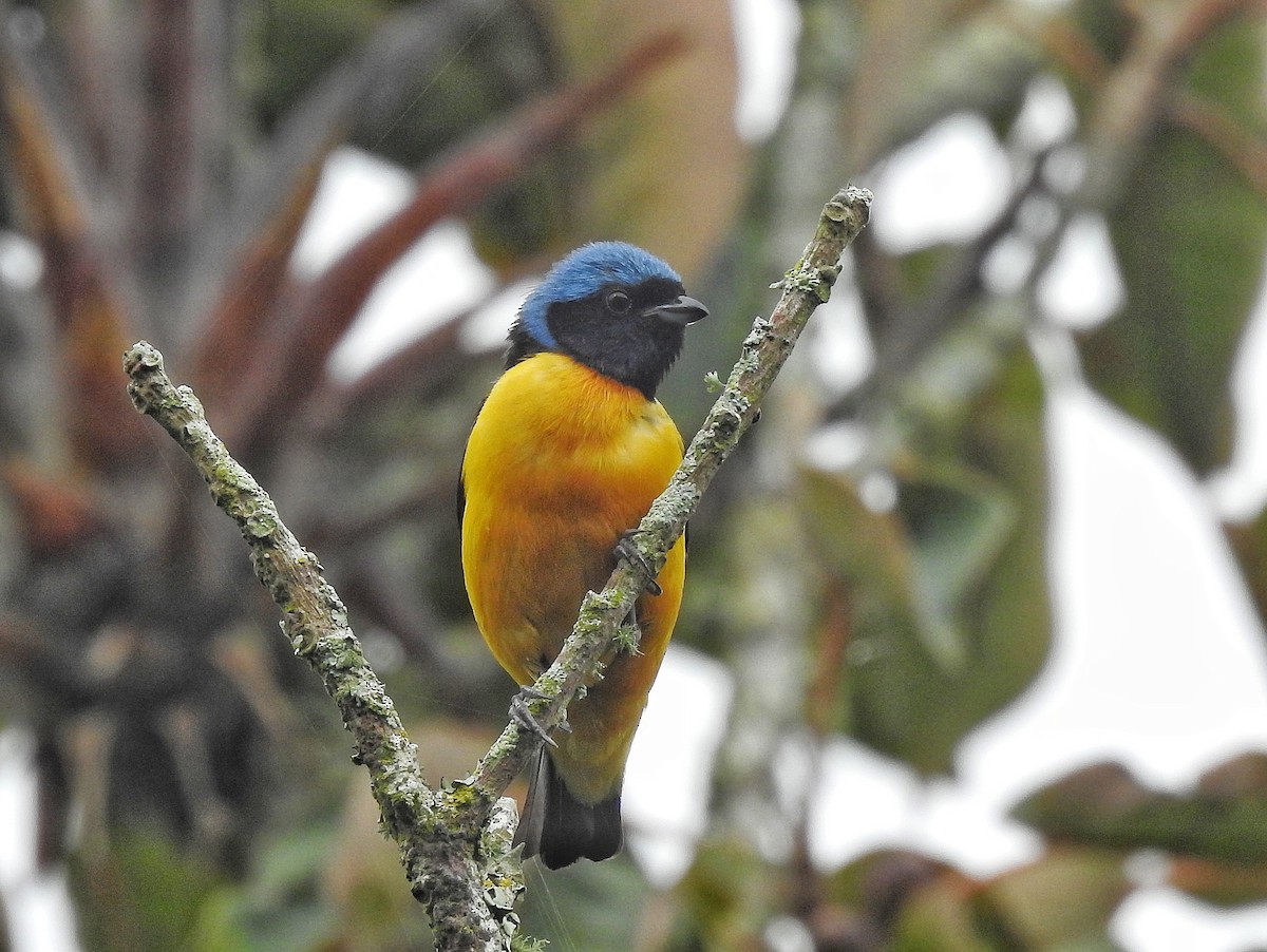 Golden-rumped Euphonia - ML645728133