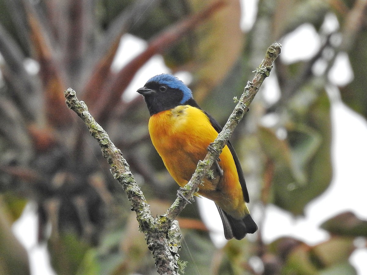 Golden-rumped Euphonia - ML645728135