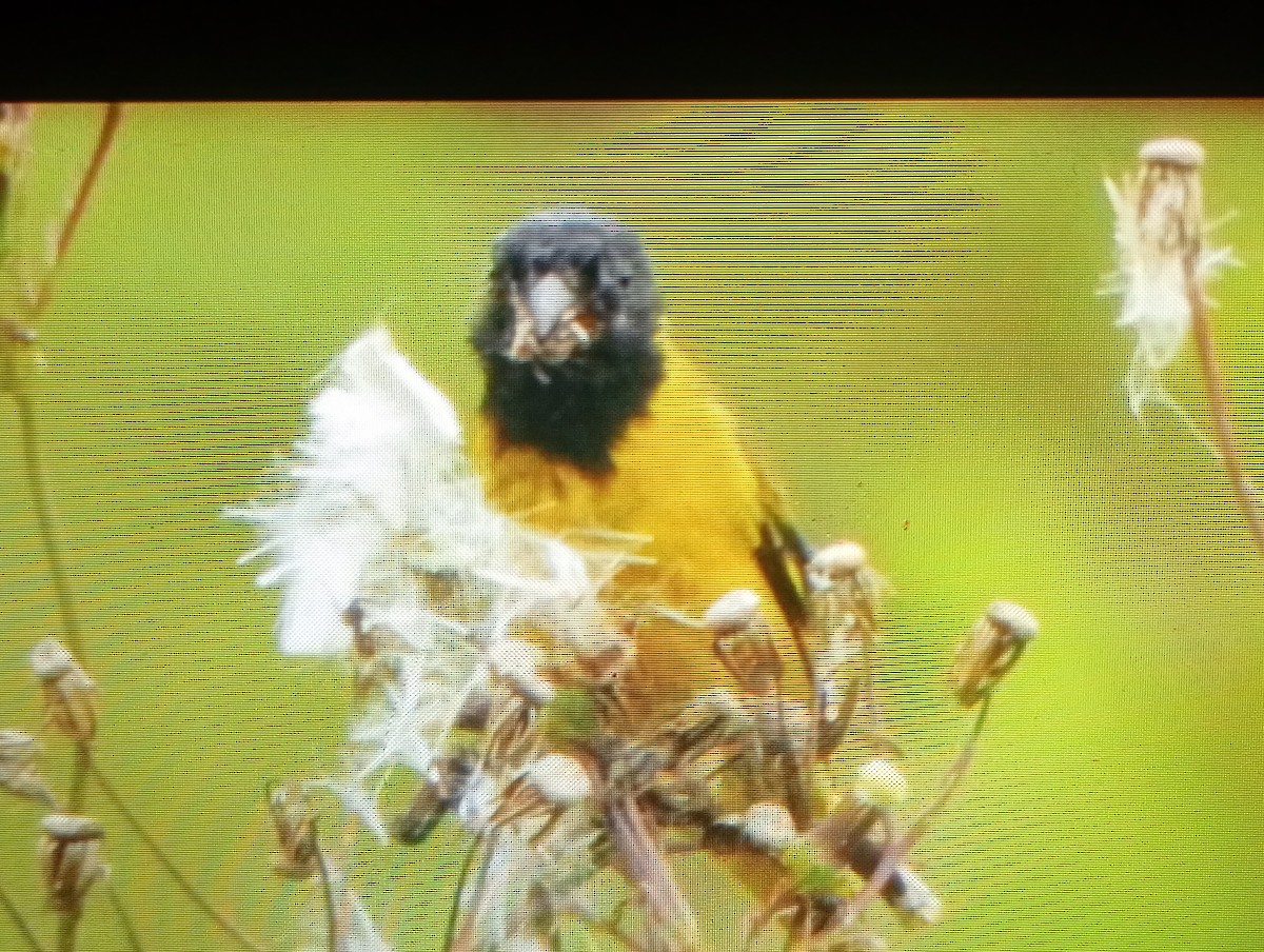 Hooded Siskin - ML645728137