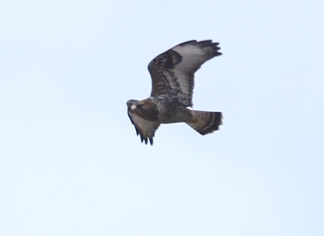 Rough-legged Hawk - ML645728140