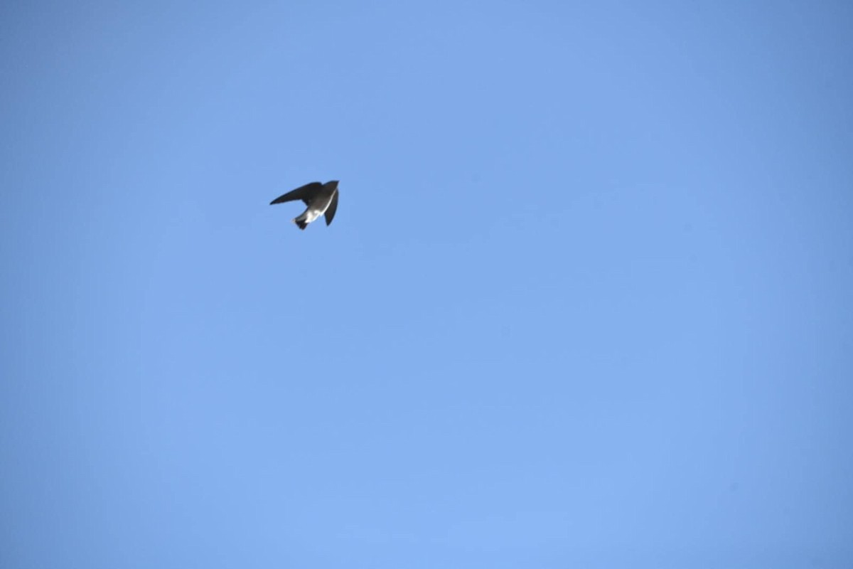 Northern Rough-winged Swallow - ML645728142