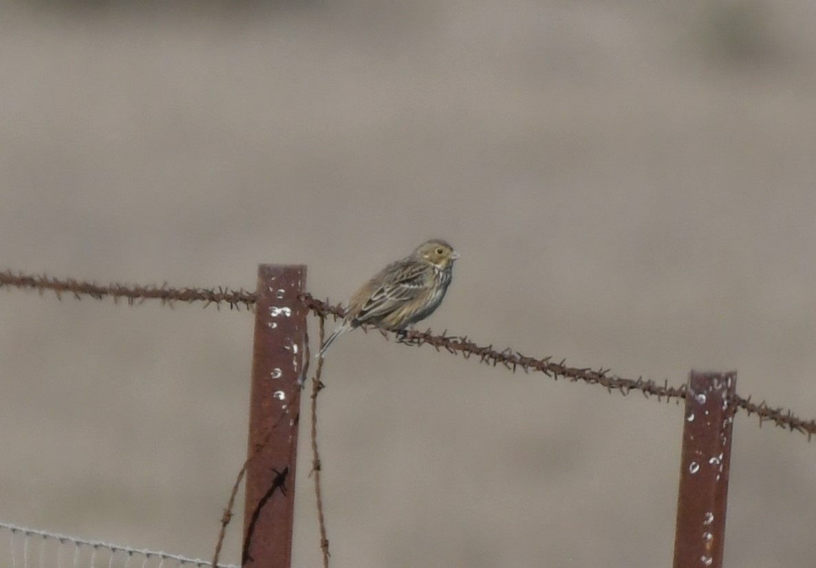 Cirl Bunting - ML645728146