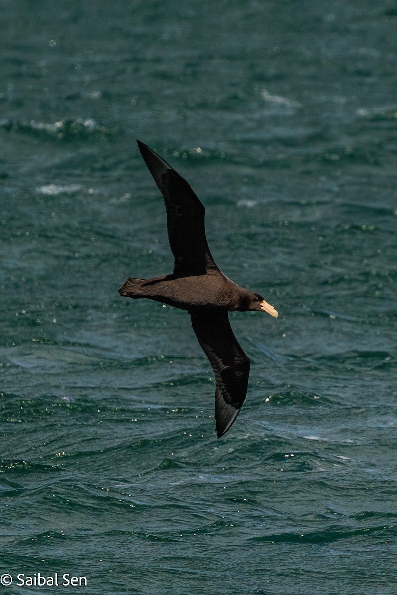 Southern Giant-Petrel - ML645728148