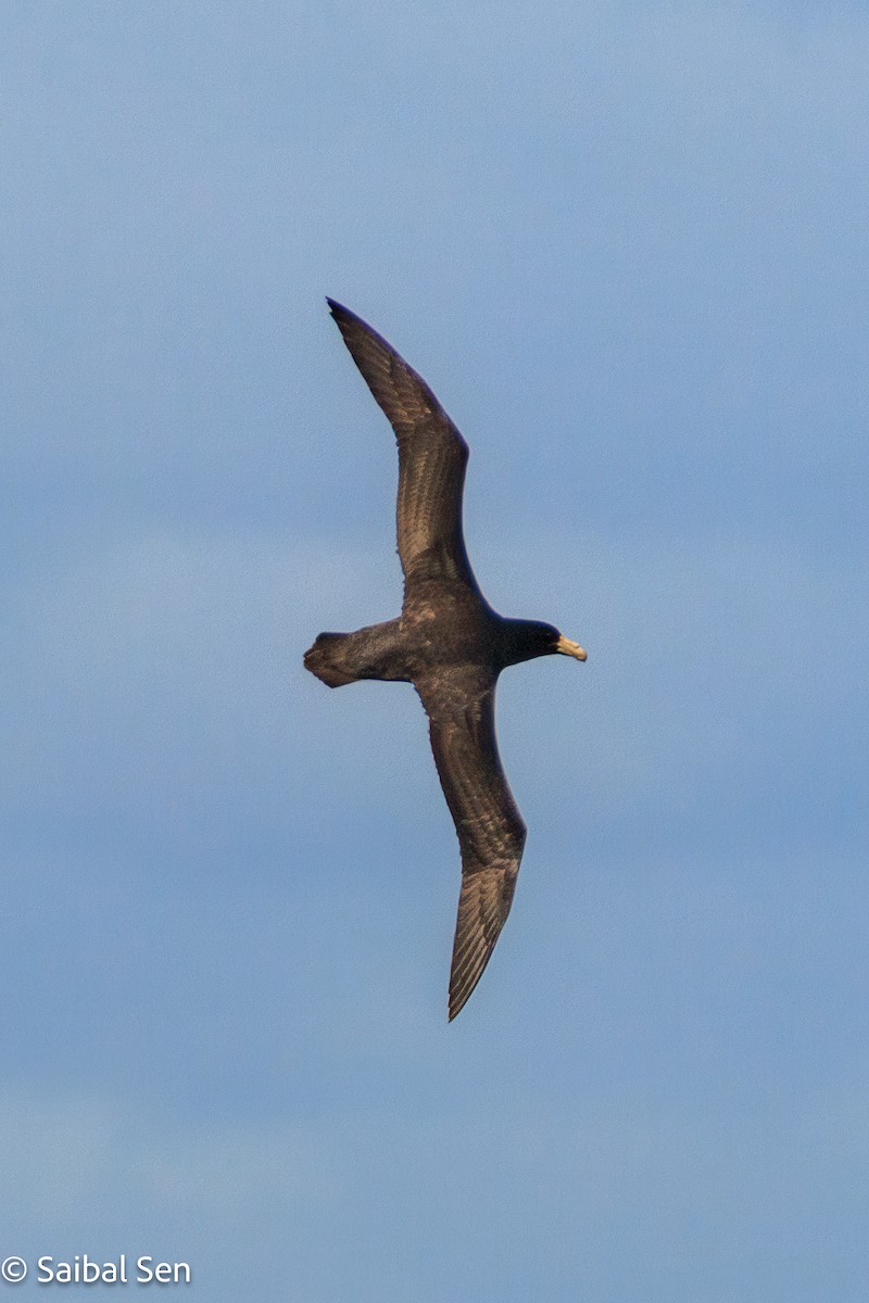 Southern Giant-Petrel - ML645728149