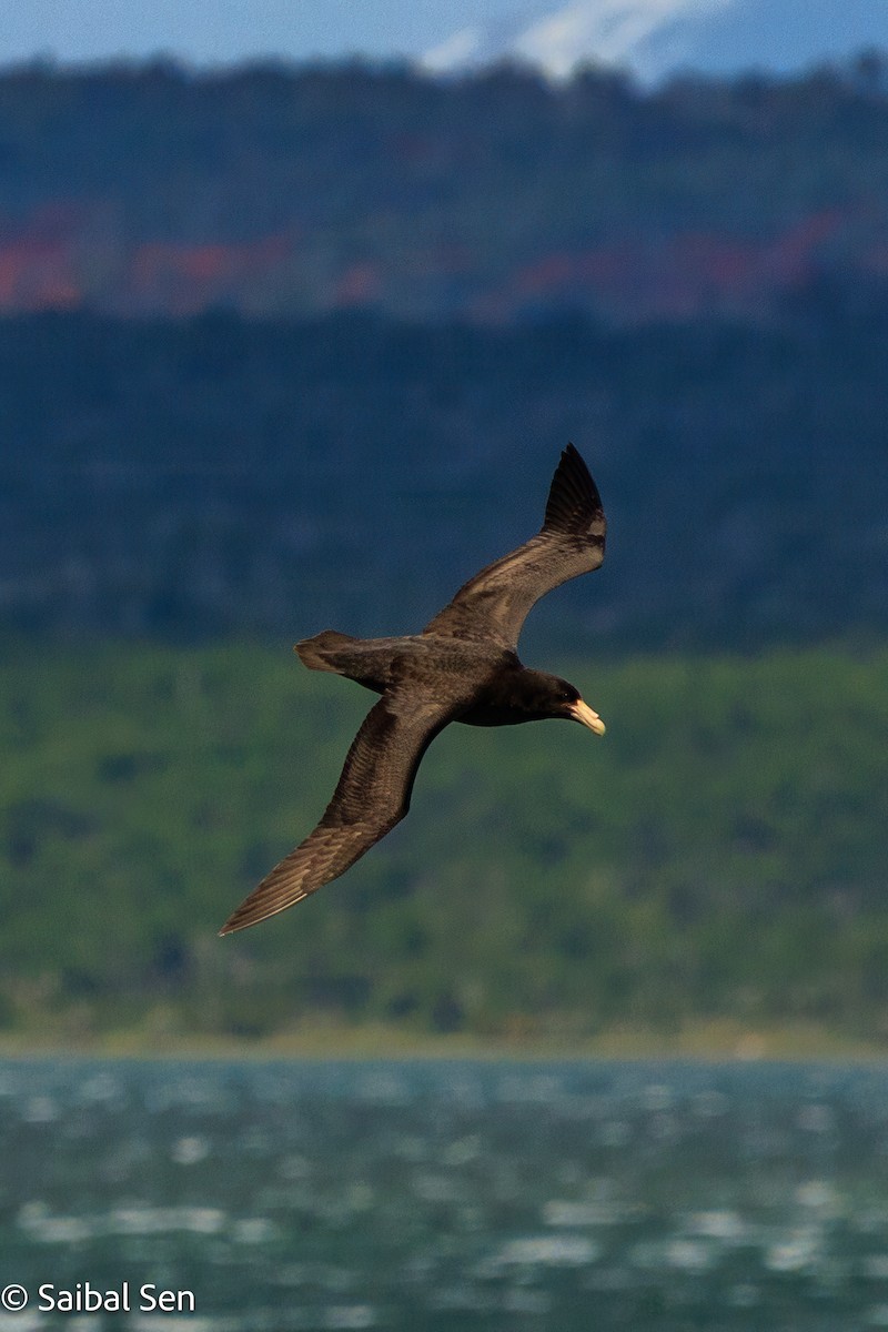 Southern Giant-Petrel - ML645728150