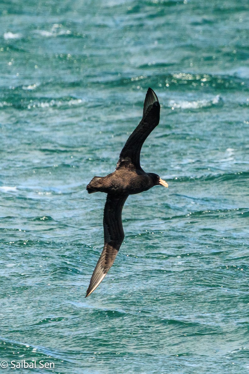 Southern Giant-Petrel - ML645728151