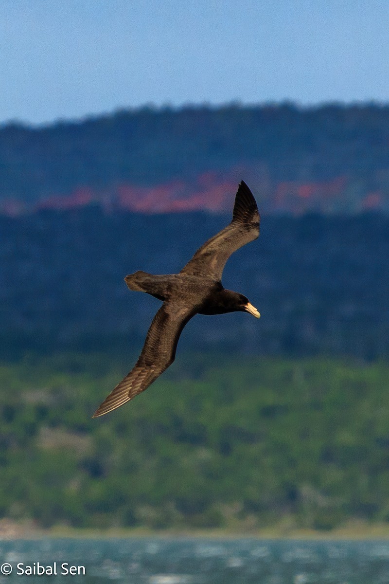 Southern Giant-Petrel - ML645728152