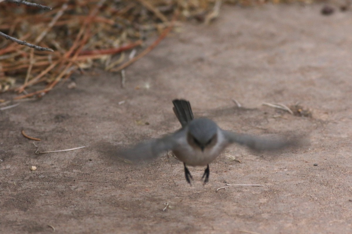 Bushtit (Interior) - ML645728154