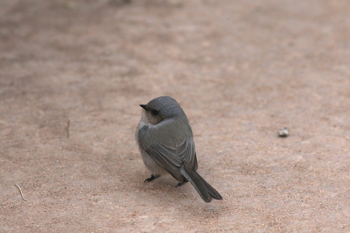 Bushtit (Interior) - ML645728156