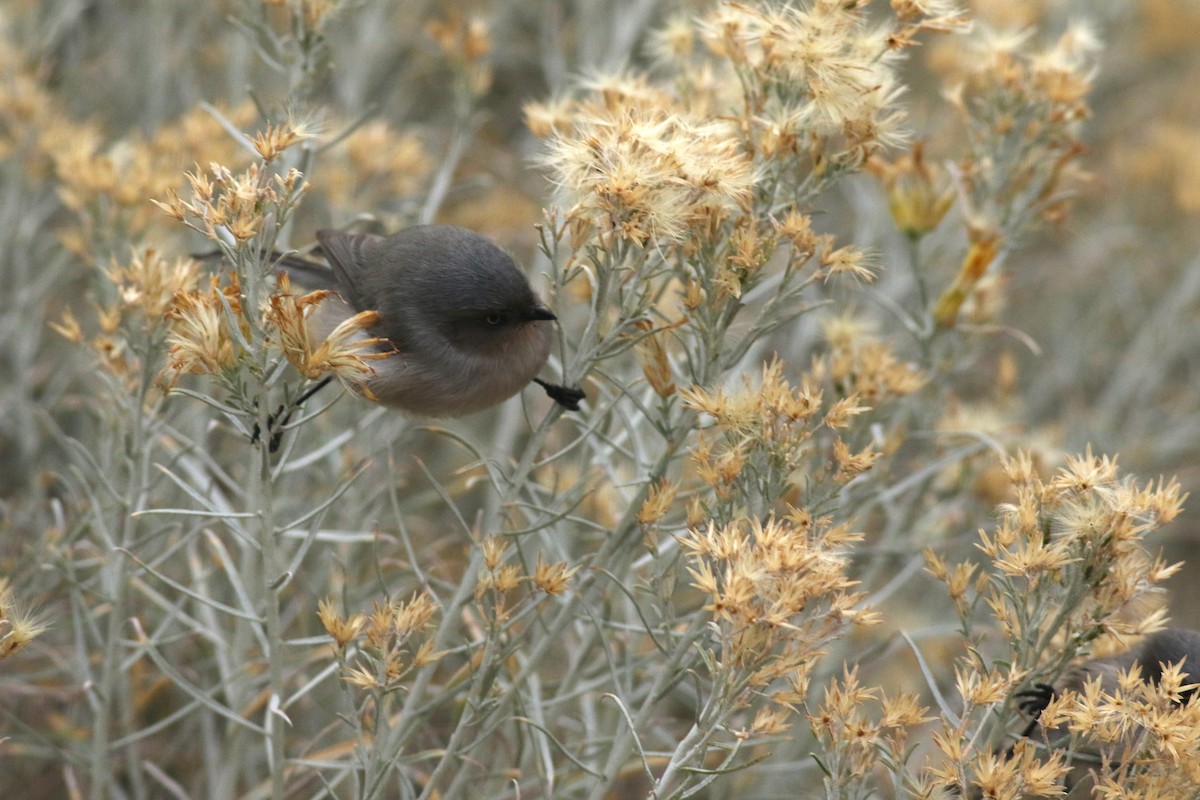 Bushtit (Interior) - ML645728157