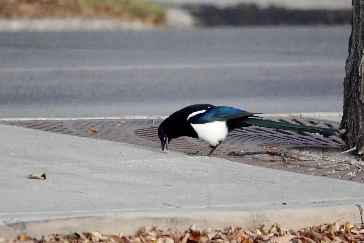 Black-billed Magpie - ML645728159