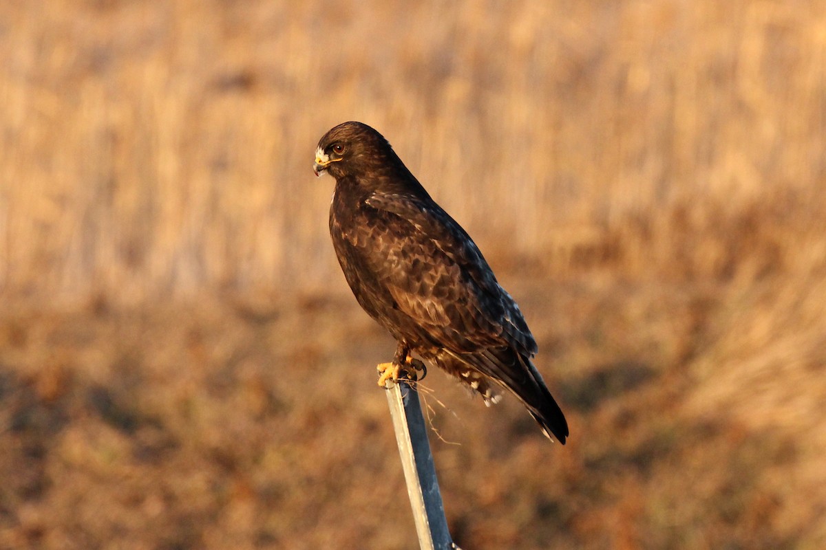 Rough-legged Hawk - ML645728160