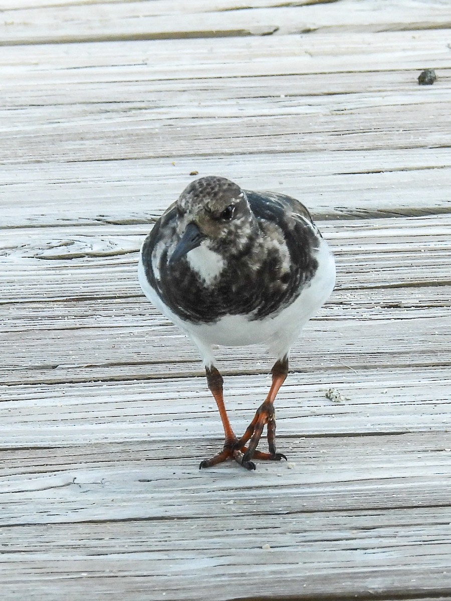 Ruddy Turnstone - ML645728162