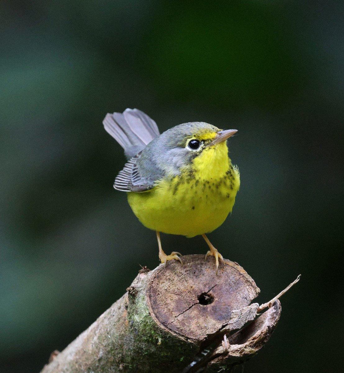 Canada Warbler - ML645728163