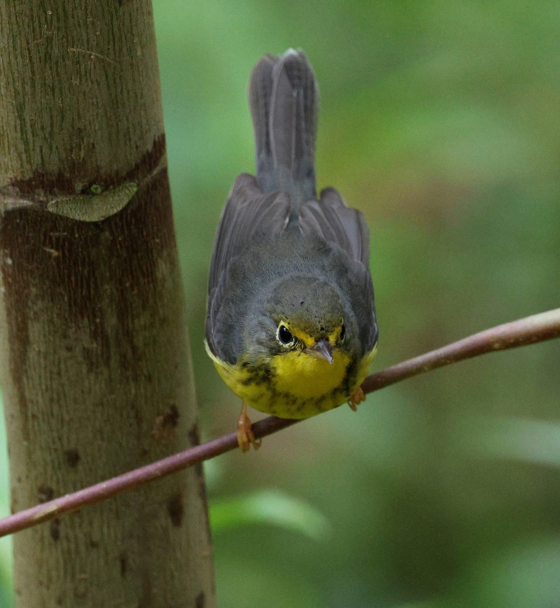 Canada Warbler - ML645728164