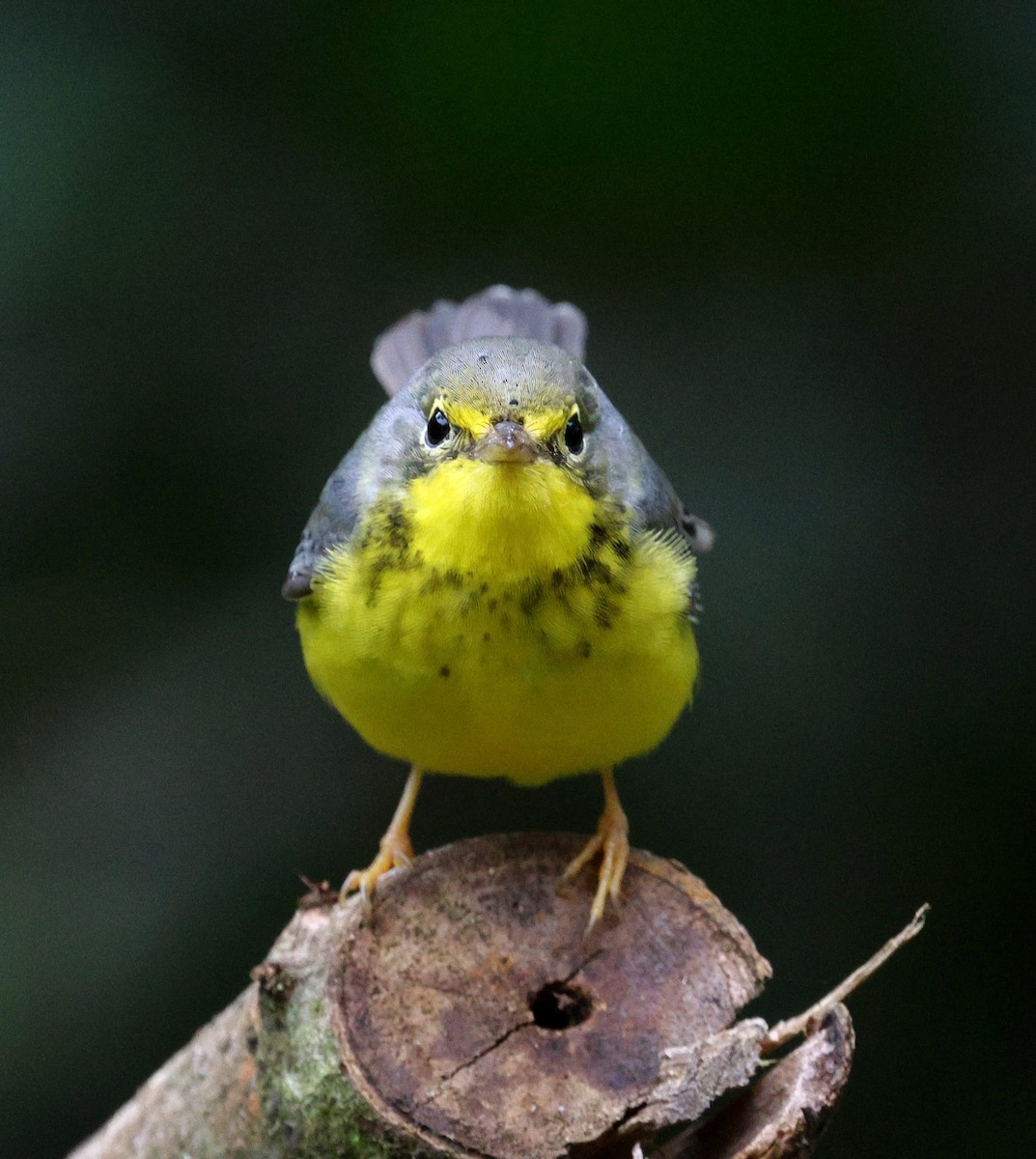 Canada Warbler - ML645728165