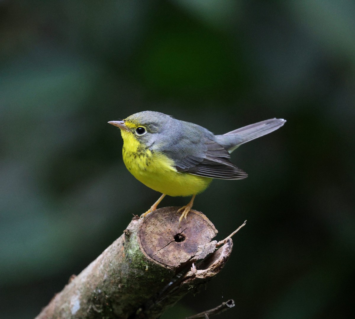 Canada Warbler - ML645728166