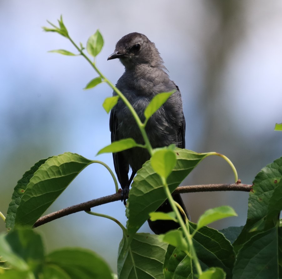 Gray Catbird - ML645728167