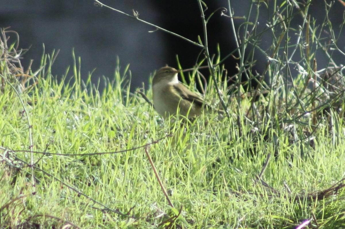 Common Chiffchaff - ML645728170
