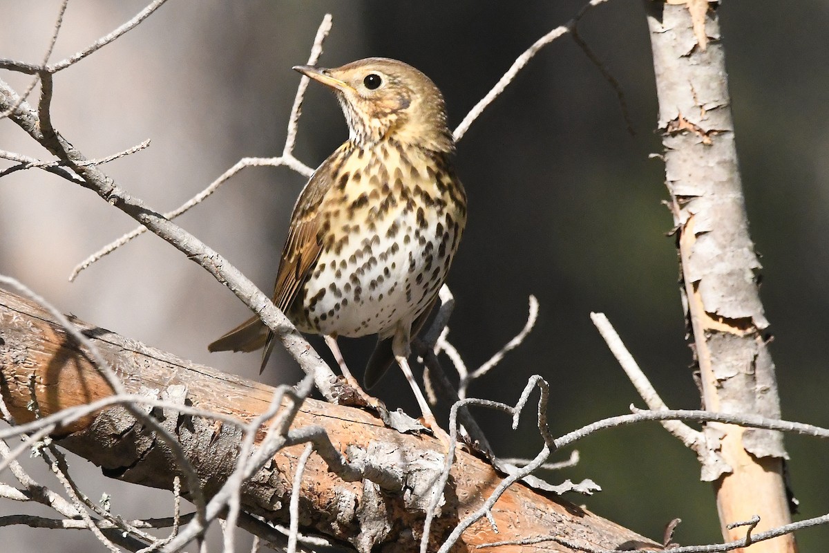 Song Thrush - ML645728171