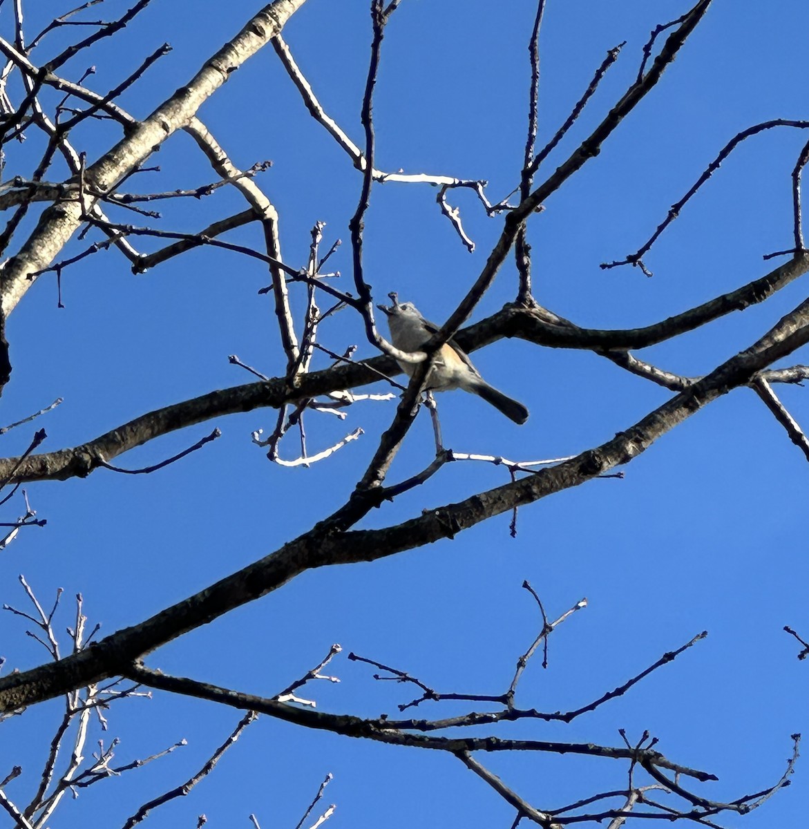 Tufted Titmouse - ML645728172