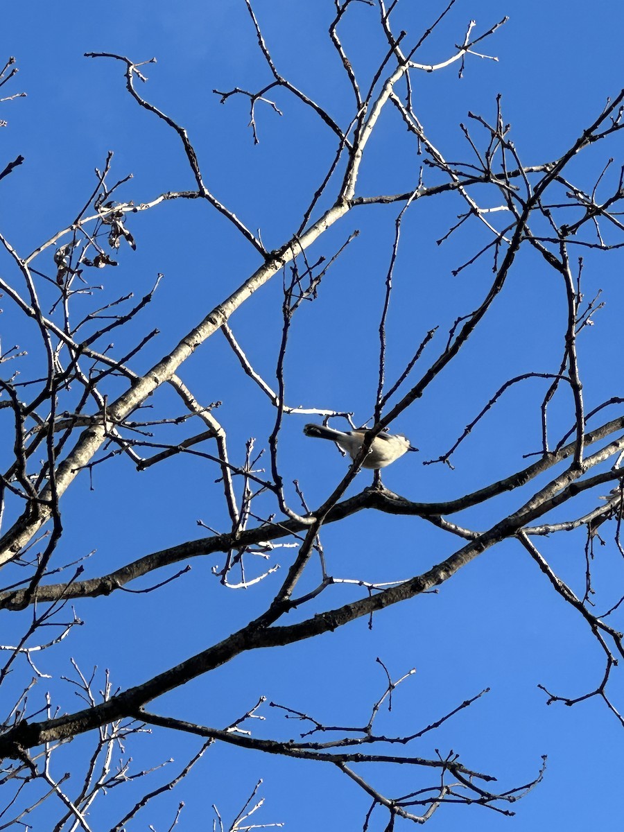Tufted Titmouse - ML645728173