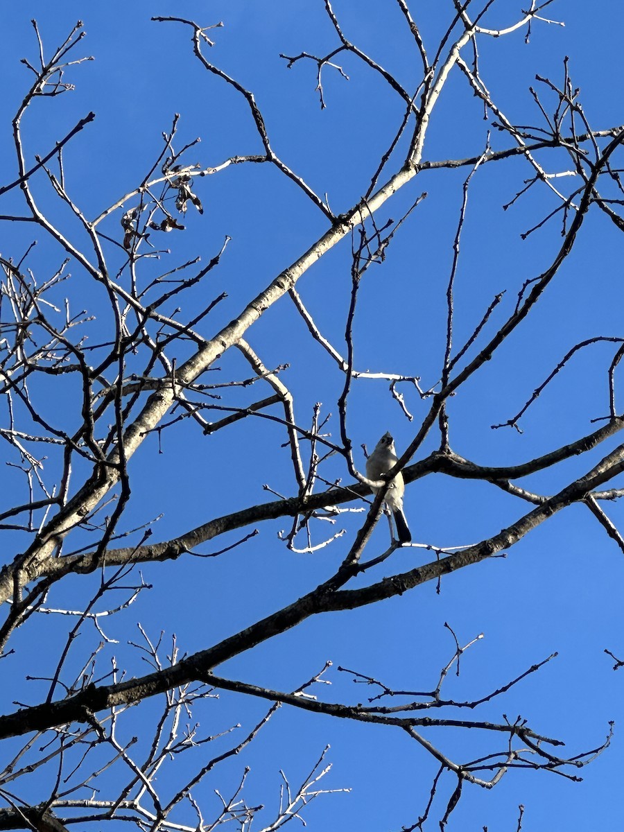 Tufted Titmouse - ML645728174