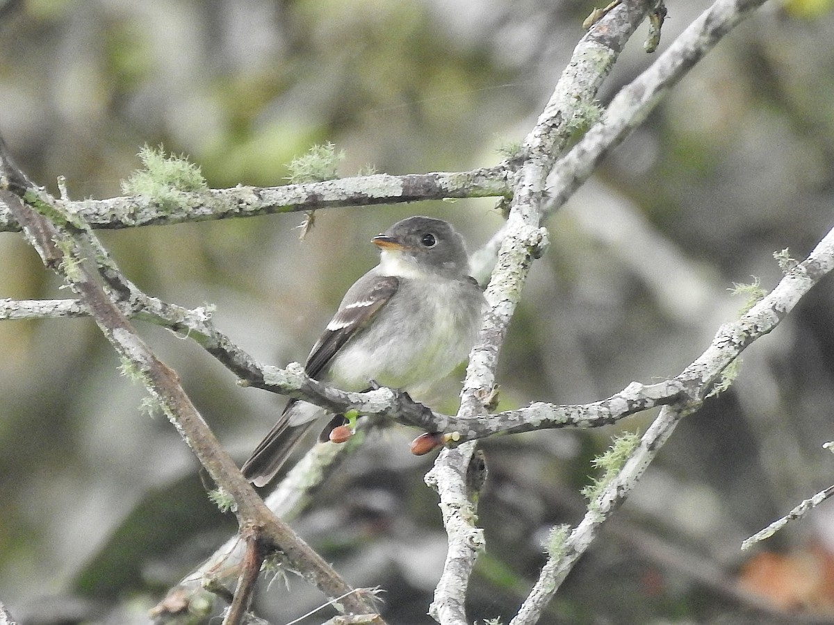 Western Wood-Pewee - ML645728175