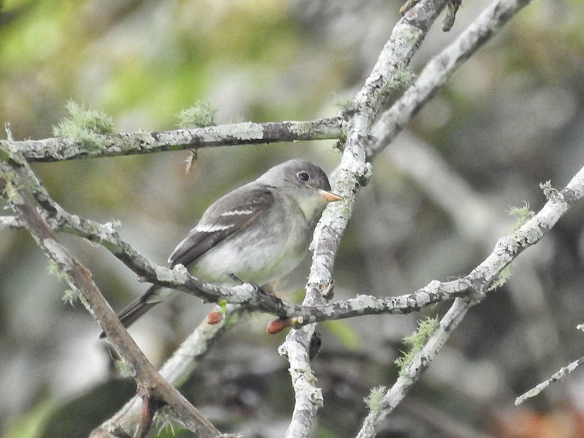 Western Wood-Pewee - ML645728176