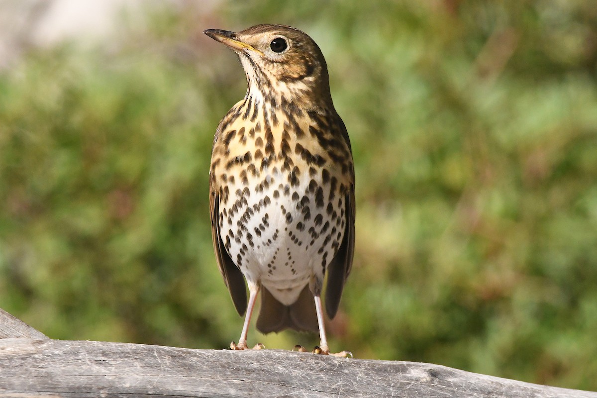 Song Thrush - ML645728177