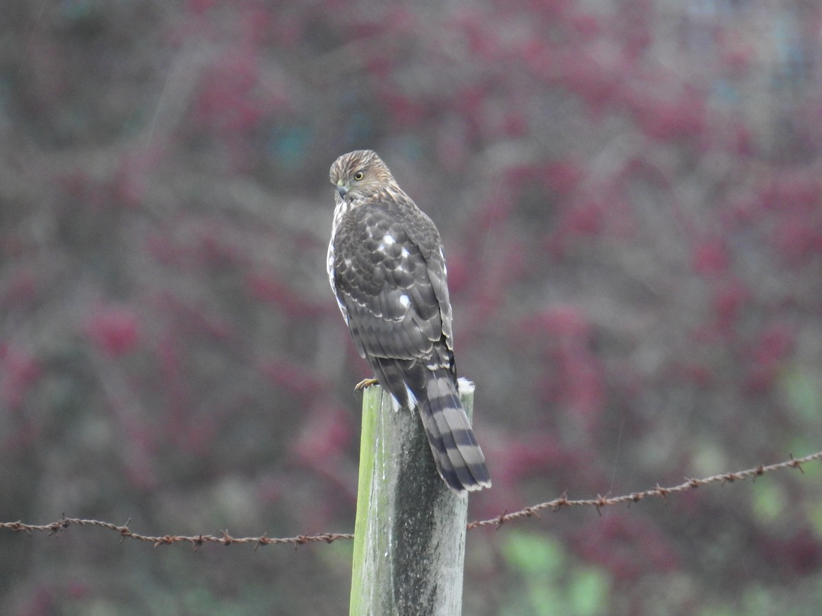 Cooper's Hawk - ML645728179