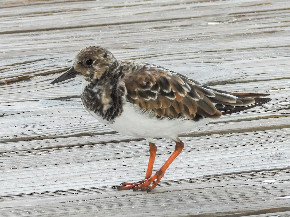 Ruddy Turnstone - ML645728180