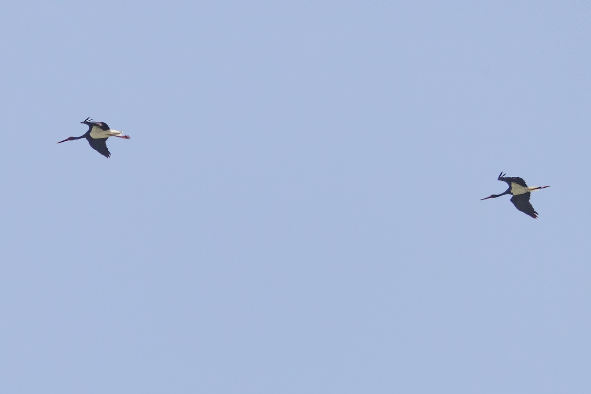 Black Stork - ML645728182