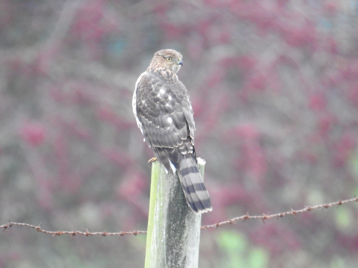 Cooper's Hawk - ML645728183