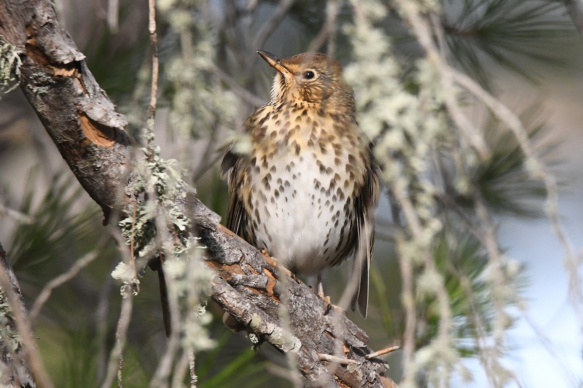 Song Thrush - ML645728185
